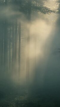 霧を貫く朝の光条 シームレスループ動画背景 9:16 4K