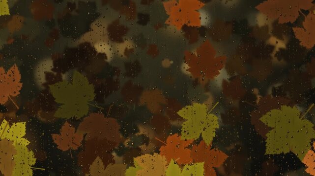 Raindrops trickle down a window pane overlaying a warm, seamless loop of colorful falling autumn maple leaves.