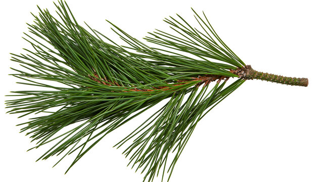 Isolated pine tree branch with lush green needles on a twig, fresh evergreen foliage