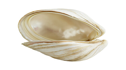 Isolated open empty seashell showing pearly iridescent interior and natural textured surface © Saoirse
