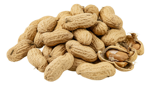 Isolated raw organic peanuts in shells, a natural pile with one nut cracked open revealing kernels