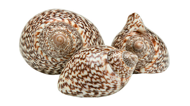 Isolated group of three beautiful tropical seashells with intricate brown spotted patterns and spirals