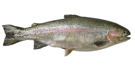 Isolated vibrant fresh rainbow trout, an exquisite freshwater fish, captured in studio shot. © Saoirse