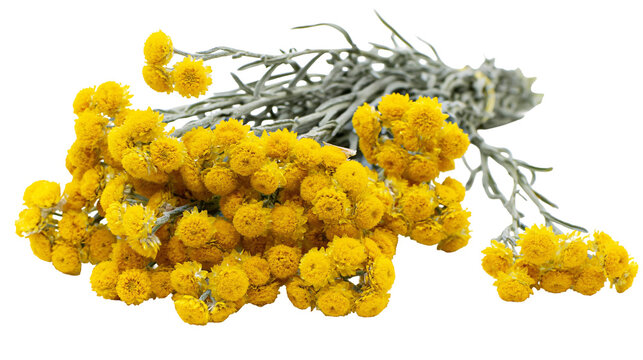 Isolated beautiful bunch of vibrant yellow dried everlasting flowers with grey stems