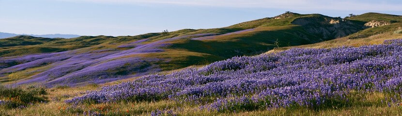 Fototapeta premium Colorful lupine meadow in a valley under blue skies