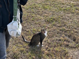 cat on the grass © Lex