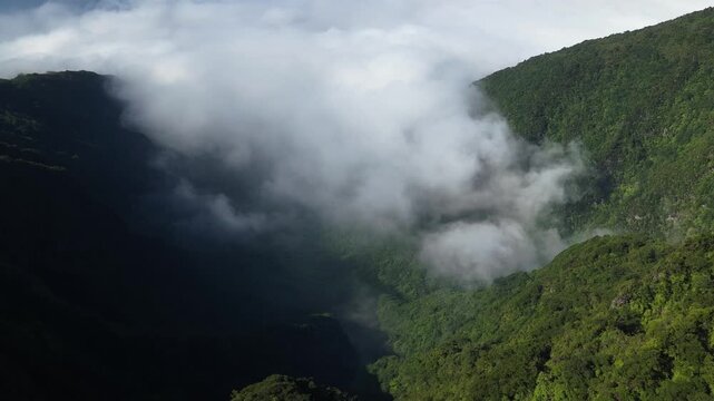 Drone shot captures the lush green Laurissilva forests and rugged Madeira mountain slopes enveloped by low, rolling clouds in dramatic sunlight.
