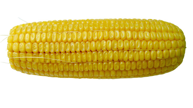 Isolated fresh ripe yellow sweet corn on the cob, a healthy and delicious vegetable food