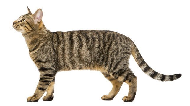 Isolated elegant striped tabby cat standing attentively in profile with a curious gaze