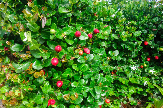 A lush evergreen bush of Natal plum, Carissa macrocarpa, showcasing vibrant glossy green leaves, star-shaped white flowers, and ripe red berries