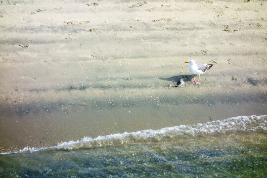 Solitary Western gull standing on the wet sand of a shoreline beach as ocean waves wash ashore near it, San Diego, CA