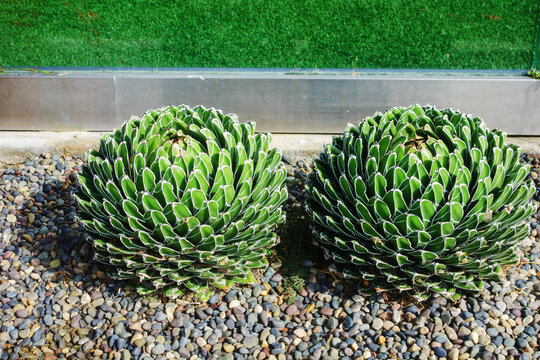 Two round Queen Victoria agave plants growing side by side in a decorative rocky ground garden bed outdoors during daytime, San Diego, CA