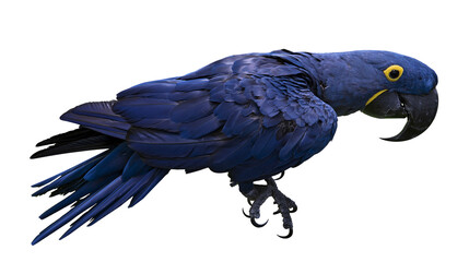 Isolated majestic Hyacinth macaw exotic blue parrot standing, looking right with vibrant plumage © Cian