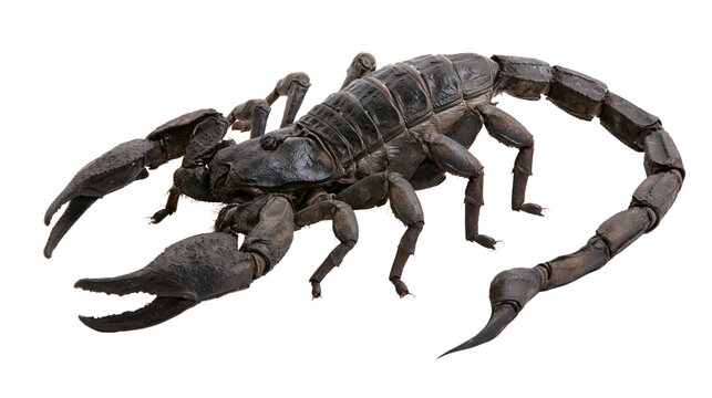 Isolated black scorpion, a venomous desert arachnid with a curved tail and large pincers