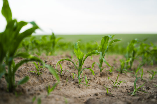 Young corn sprouts emerging from fertile soil, illustrating a healthy agricultural crop in an outdoor rural farm environment