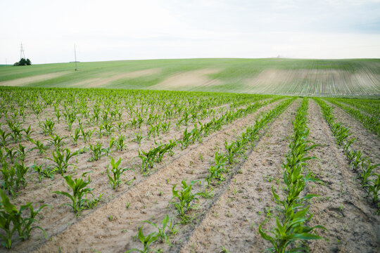 Young corn plants growing in rows across a rural agricultural field under a clear sky, food production