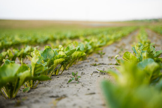 Young green plants growing in rows on a vast agricultural field, symbolizing growth, farming, and cultivation