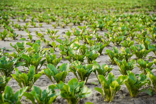 Young sugar beet plants growing in rows on agricultural field with dry soil under daylight