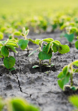 Green soybean plants growing in dry, cracked soil, symbolizing resilience and agricultural growth