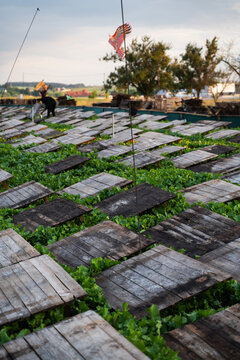 Snail farm with wooden shelters in green field, heliciculture production system and sustainable agriculture concept