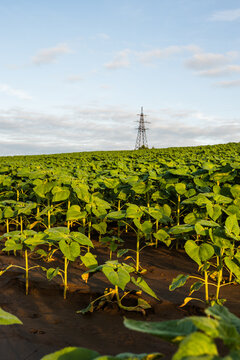 Young sunflower plants growing in a rural field under a blue sky, high voltage power line tower in background