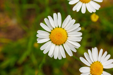 Fototapeta premium Daisy flowers with white petals and yellow centers