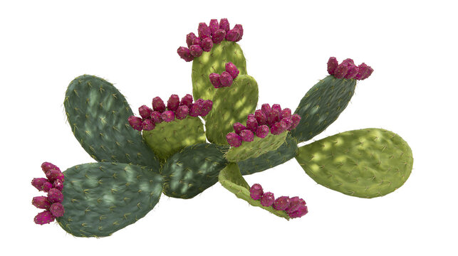 Isolated prickly pear cactus plant with many vibrant ripe red purple fruits on green pads