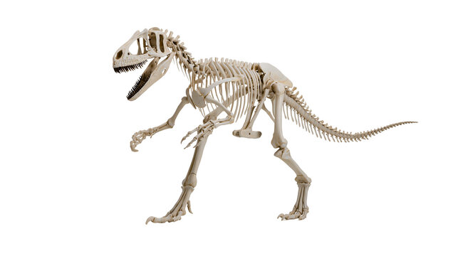 Isolated full body skeleton of an extinct fierce predatory dinosaur from the Mesozoic era