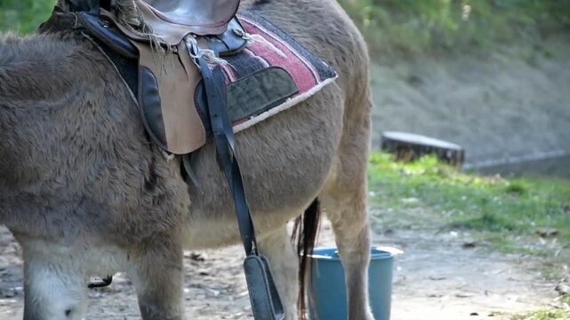 Close-up footage of a donkey standing in a green garden beside a rustic wooden fence. 