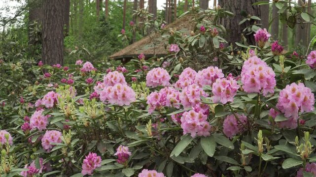 Pink rhododendron hybrid flowers, Rhododendron hybridum, bloom in a lush pine forest garden. Natural daylight highlights the floral trusses and leathery green leaves in a calm static scene.