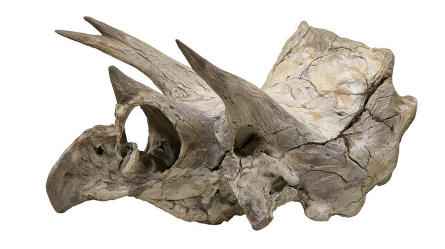 Isolated prehistoric Triceratops skull fossil, detailed ancient dinosaur head with powerful horns