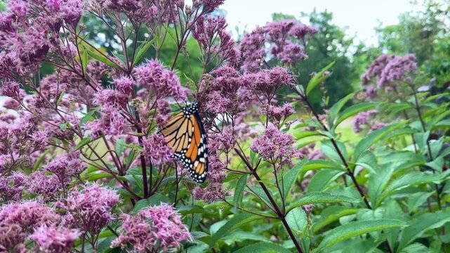 A vibrant monarch butterfly sits on pink joe-pye weed flowers, drinking nectar and gently moving its wings. Beautiful wildlife and botanical macro background in a summer garden.