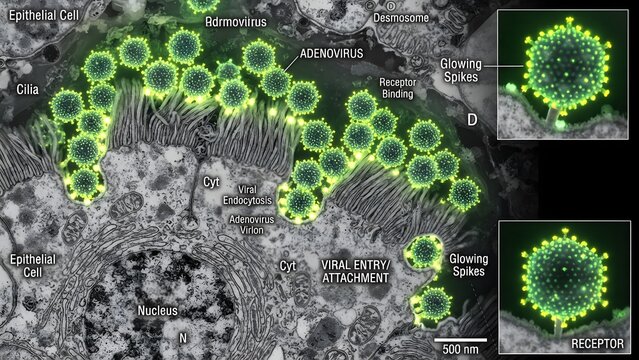 Adenovirus particles attach to and enter epithelial cells, illustrated via electron microscopy