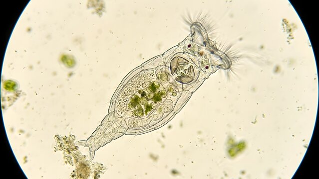 Microscopic view of a rotifer, a multicellular aquatic animal, with its corona and internal organs visible.