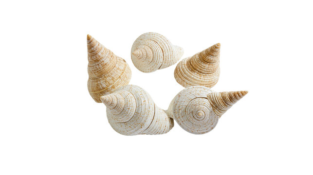 Isolated group of natural spiral seashells, marine objects perfect for seaside decor and craft
