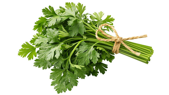 Isolated fresh green parsley bunch tied with string, aromatic culinary herb for cooking