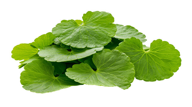 Isolated fresh vibrant green Gotu Kola leaves, traditional Asian herbal medicine plant