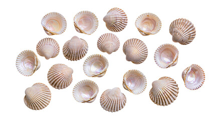 Isolated group of natural seashells and cockles with intricate ribbed texture and soft pastel colors © Lucas