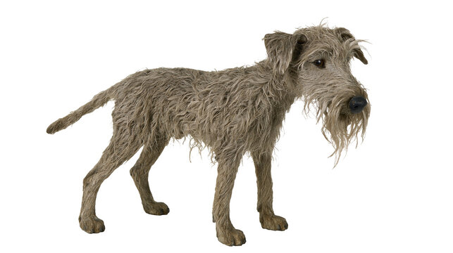 Isolated charming wire-haired dog figure with scruffy fur and beard, friendly studio shot.