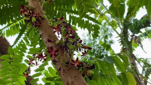 Fresh Averrhoa bilimbi flowers and young fruit, organic culinary ingredient and natural herbal medicine