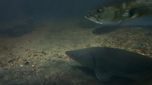 Large sturgeon fish and striped bass swimming near sandy bottom in dark deep water tank, aquatic life background video with smooth movements of large predatory freshwater fishes in aquarium