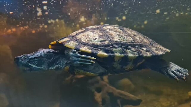 Close up side view of red-eared slider turtle swimming smoothly in clear water inside freshwater home aquarium tank with drifted wood background and soft underwater lighting setup video