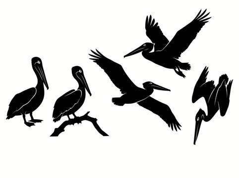 Brown Pelican Silhouette Bundle