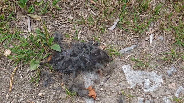 Dead mole covered with flies beside a rural path during decomposition