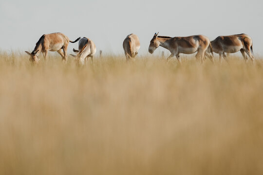 Herd of Turkmen kulans in dry grassy steppe landscape in Altyn Dala Nature Reserve, Kostanay region, Kazakhstan