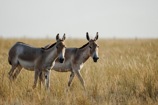 Pair of Asiatic wild asses standing in dry grassland in Altyn Dala Nature Reserve, Kostanay region, Kazakhstan