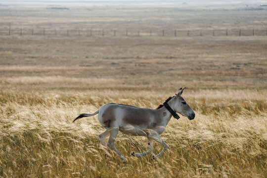 Wild Turkmen kulan or Asiatic wild ass in Altyn Dala Nature Reserve, Kostanay region, Kazakhstan