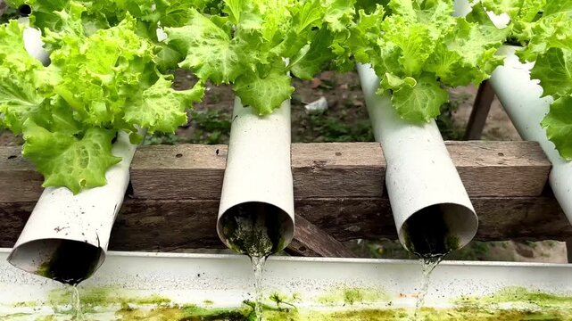 Vibrant Green Hydroponic Lettuce Growing In Plastic Pipes With Water Circulation System In An