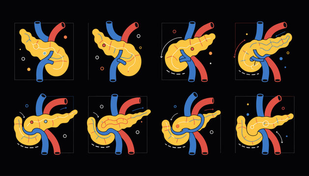 Pancreas Anatomy and Blood Vessels - Medical Illustration Series