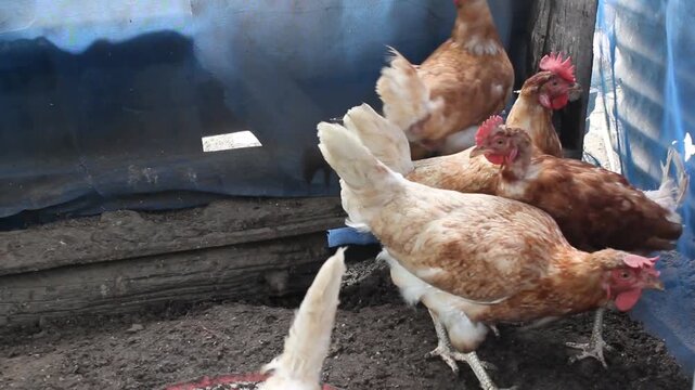 Free-range laying hens raised using traditional methods.
